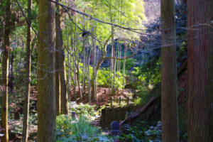 東慶寺の境内と木
