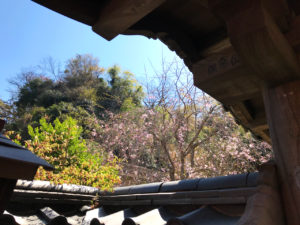 円応寺の桜