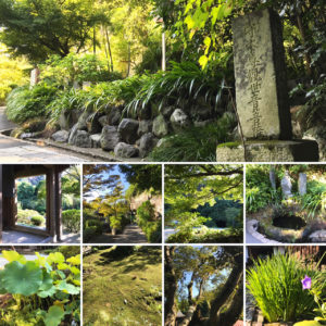 海蔵寺の秋の緑