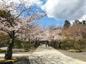 建長寺の桜並木
